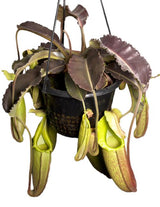 Nepenthes maxima (Dark red/purple wavy-leaf form) (BE-3907)