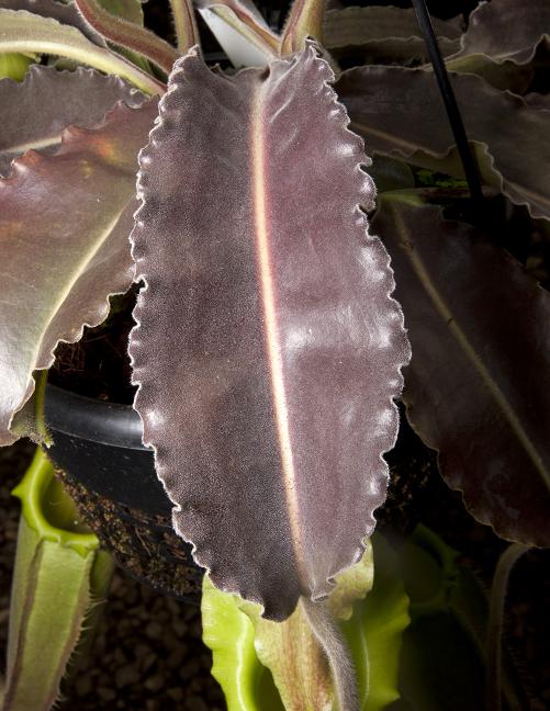 Nepenthes maxima (Dark red/purple wavy-leaf form) BE-3907