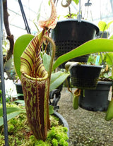 Nepenthes mollis (hurrelliana) BE-3921
