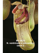 Nepenthes ventricosa x robcantleyi BE-3923