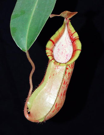 Nepenthes hamata (Tambusisi) x veitchii (Bario) BE-3943