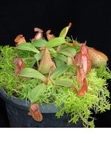 Nepenthes hamata (Tambusisi) x veitchii (Bario) BE-3943