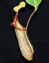 Nepenthes platychila x robcantleyi BE-3946