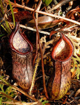Nepenthes ceciliae BE-3956