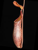 Nepenthes ceciliae BE-3956