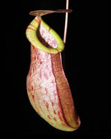 Nepenthes eustachya x tenuis BE-3971
