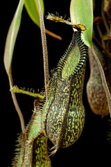 Nepenthes hamata (G. Tambusisi) BE-3975 *SPECIMENS*