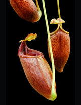 Nepenthes mira BE-3979