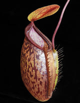 Nepenthes (hamata x glabrata) x tenuis BE-3985