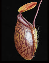 Nepenthes (hamata x glabrata) x tenuis BE-3985