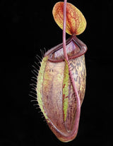 Nepenthes (hamata x glabrata) x tenuis BE-3985