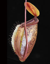 Nepenthes (hamata x glabrata) x tenuis BE-3985
