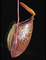 Nepenthes (hamata x glabrata) x tenuis BE-3985