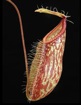 Nepenthes glabrata x hamata BE-4005 *SPECIMEN*