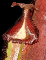 Nepenthes (lowii x macrophylla) x robcantleyi BE-4018 *SEED-GROWN*