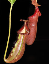Nepenthes (lowii x macrophylla) x robcantleyi BE-4018 *SEED-GROWN*