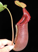 Nepenthes (lowii x macrophylla) x robcantleyi BE-4018 *SEED-GROWN*