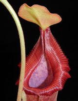 Nepenthes (lowii x macrophylla) x robcantleyi BE-4018 *SEED-GROWN*