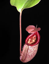 Nepenthes rajah x robcantleyi BE-4019