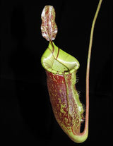 Nepenthes ampullaria x (veitchii x lowii) BE-4027