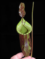 Nepenthes ampullaria x (veitchii x lowii) BE-4027