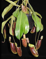 Nepenthes ampullaria x (veitchii x lowii) BE-4027