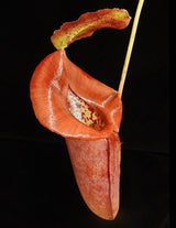 Nepenthes robcantleyi x jacquelineae BE-4028