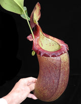 Nepenthes (ventricosa x sibuyanensis) x robcantleyi 'King of Spades' BE-4031