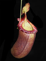 Nepenthes (ventricosa x sibuyanensis) x robcantleyi 'King of Spades' BE-4031
