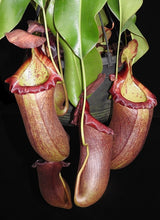 Nepenthes (ventricosa x sibuyanensis) x robcantleyi 'King of Spades' BE-4031