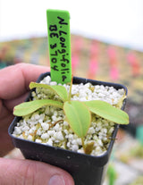 Nepenthes longifolia BE-3704