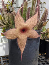 Stapelia gigantea (unrooted pieces)