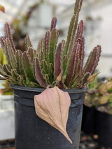 Stapelia gigantea (unrooted pieces)