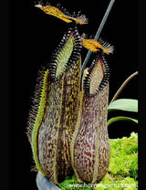 Nepenthes hamata lower pitchers BE-3380