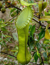 Nepenthes hamata upper pitcher
