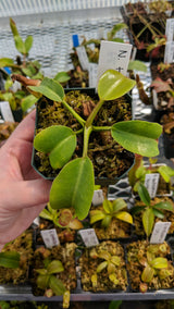 Nepenthes truncata