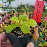 Nepenthes robcantleyi x (sibuyanensis x ventricosa) BE-3748