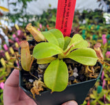 Nepenthes robcantleyi x (sibuyanensis x ventricosa) BE-3748
