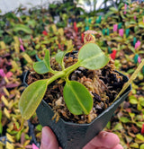Nepenthes robcantleyi x burbidgeae BE-3935
