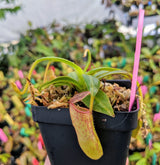 Nepenthes ventricosa x glandulifera BE-3401