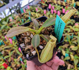 Nepenthes burbidgeae x veitchii BE-3723