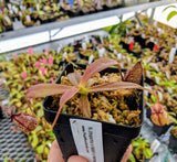 Nepenthes (maxima x talangensis) x hamata BE-3777
