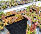Nepenthes (maxima x talangensis) x hamata BE-3777