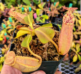 Nepenthes robcantleyi x veitchii BE-3933