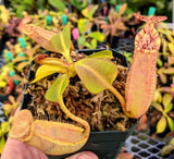 Nepenthes robcantleyi 'Queen of Hearts' x veitchii "Bario" BE-3933