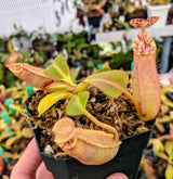 Nepenthes robcantleyi x veitchii BE-3933