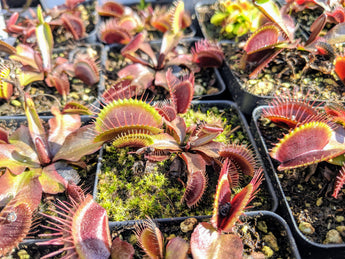 Dionaea muscipula (Venus Flytrap) “Akai Ryu”
