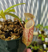 Nepenthes glabrata x hamata BE-3912