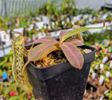Nepenthes vogelii BE-3256