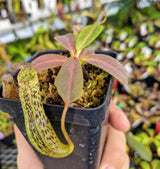 Nepenthes vogelii BE-3256